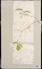 Sorbus alnifolia
